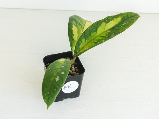 Hoya Aceh 'Ladia Galaska' | 2-Inch