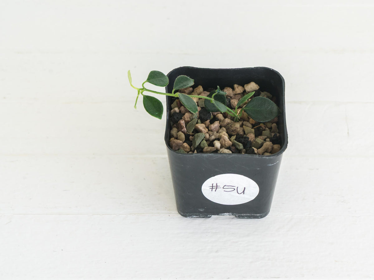 Hoya papua (PNG IM-08) | 2-Inch