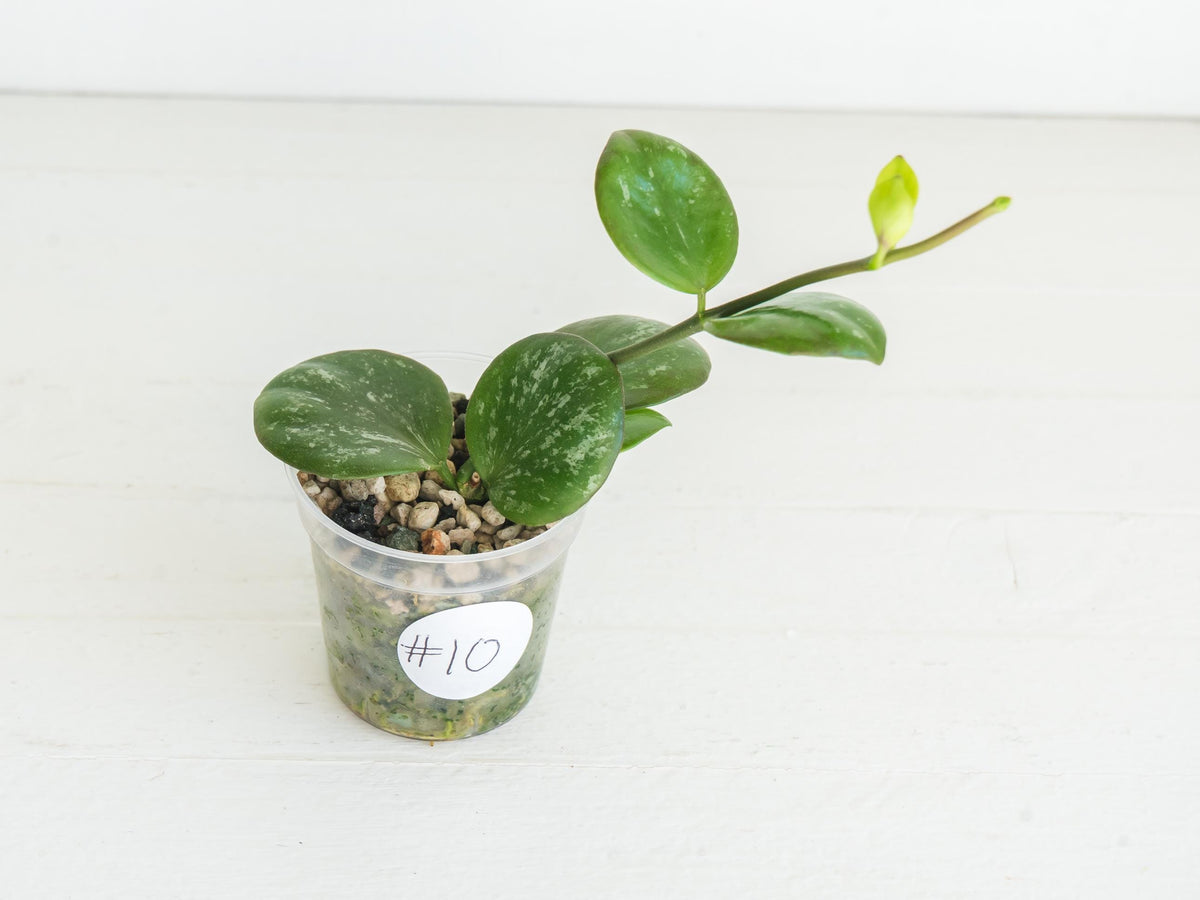 Hoya ‘Clamshell’ | 2-Inch