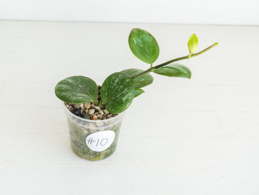 Hoya ‘Clamshell’ | 2-Inch