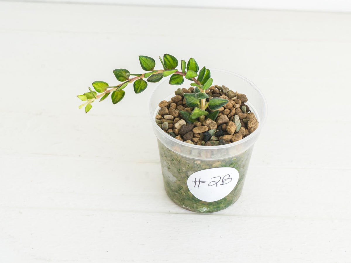 Hoya chinghungensis (Inner variegated) | 2-Inch