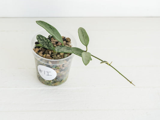 Hoya lima (Silver) | 2-Inch