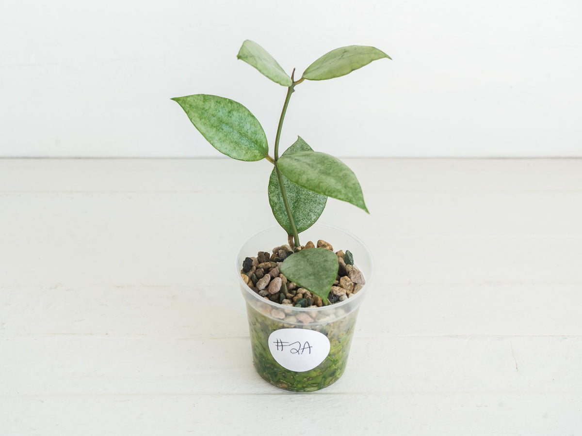 Hoya Kinabalu (Silver) | 2-Inch