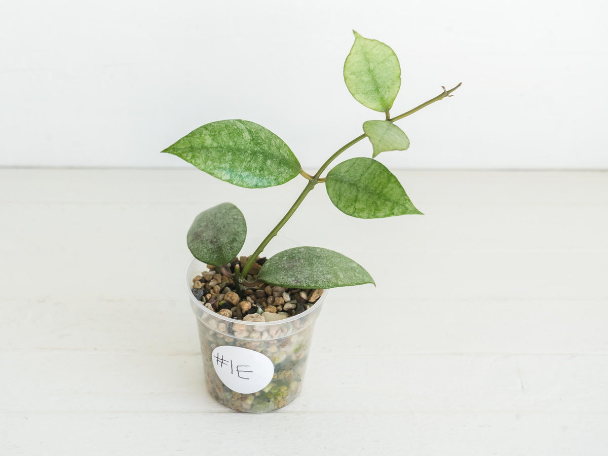 Hoya Kinabalu (Silver) | 2-Inch