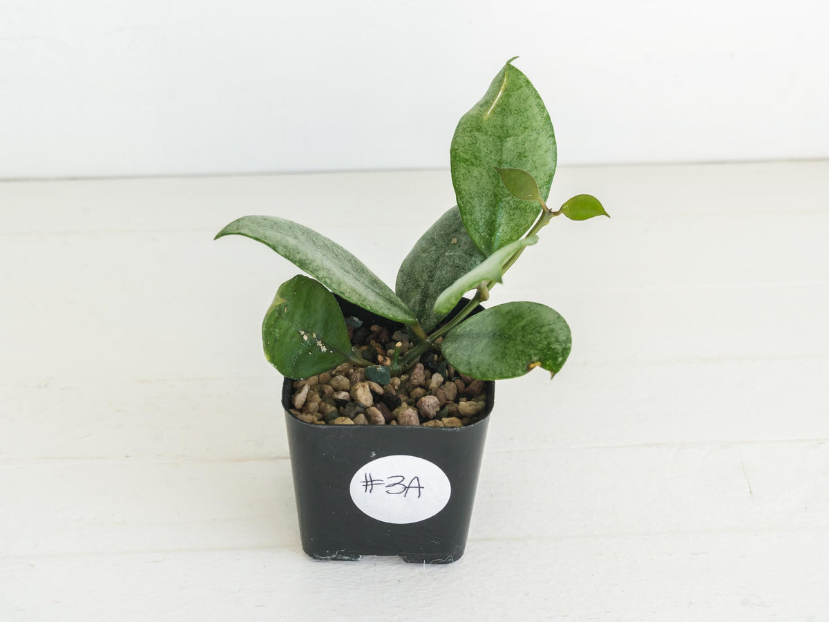 Hoya Kinabalu (Silver) | 2-Inch