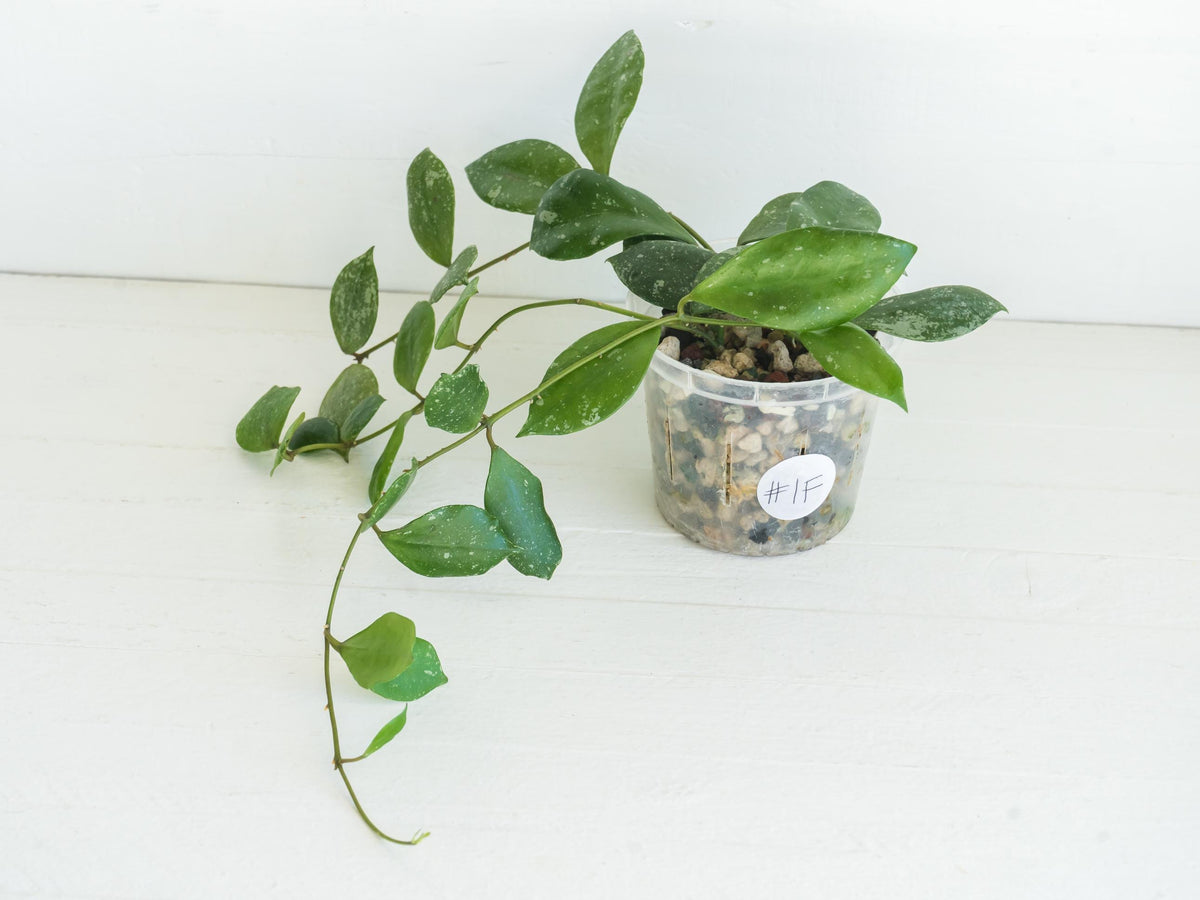 Hoya walliniana (Splash) | 3-Inch