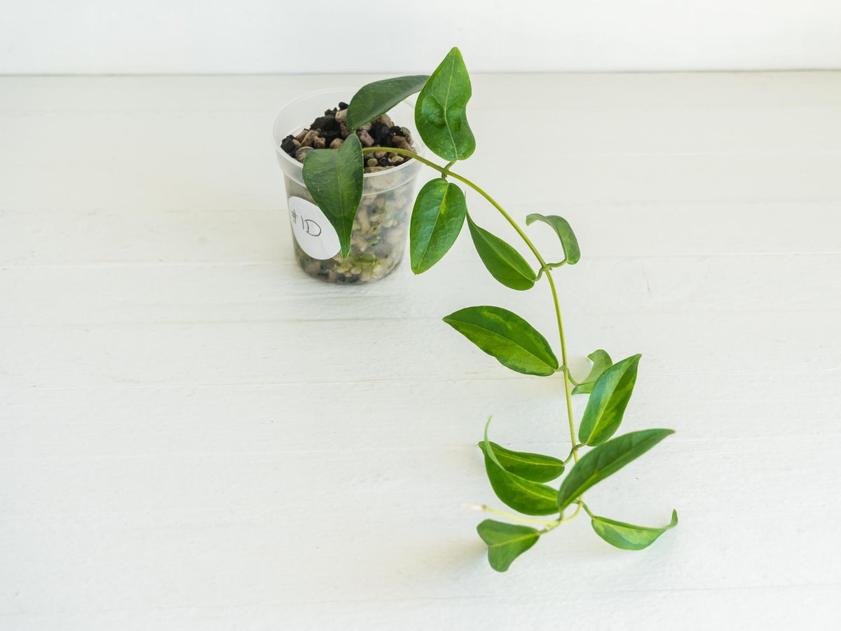 Hoya dennisii ‘Frida’ | 2-Inch