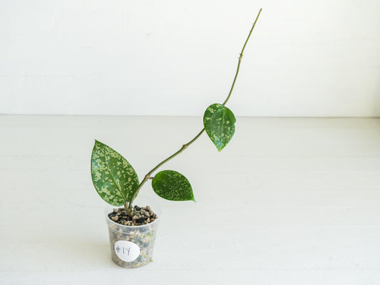 Hoya verticillata (EPC-997) | 2-Inch