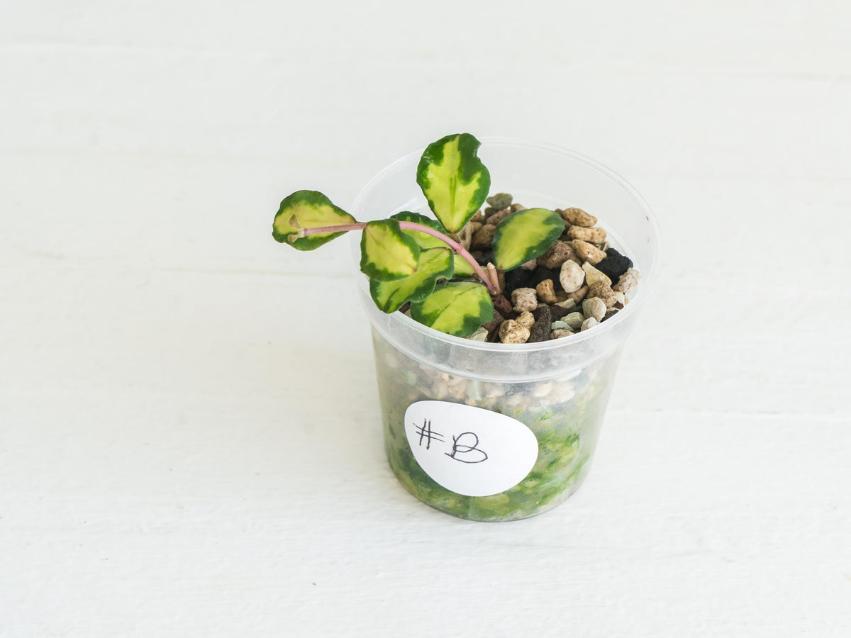 Hoya kanyakumariana (Inner Variegated) | 2-Inch