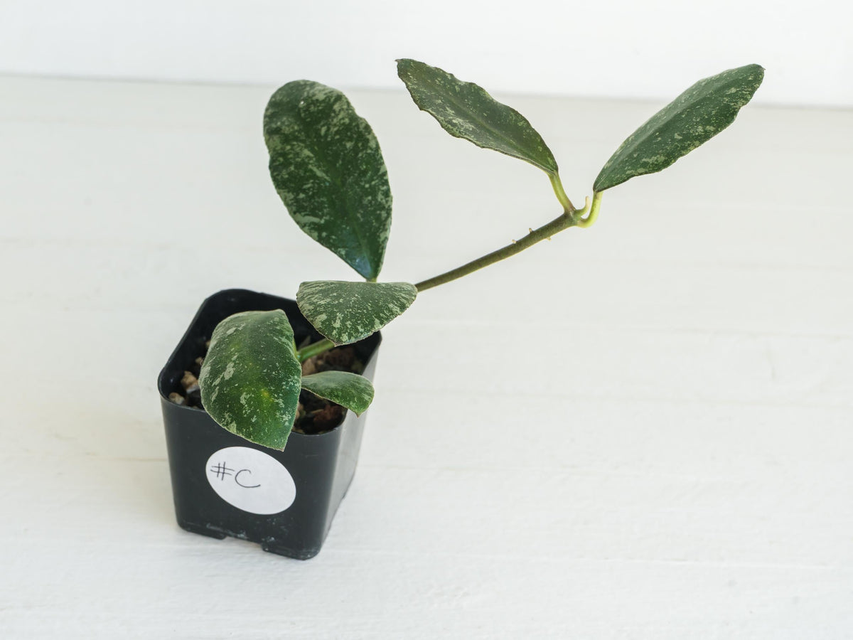 Hoya waymaniae 'Cloudy Sky' | 2-Inch