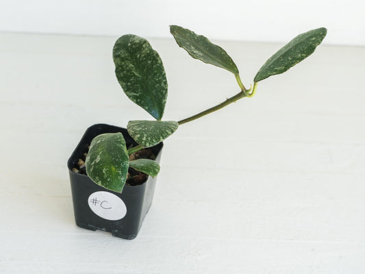 Hoya waymaniae 'Cloudy Sky' | 2-Inch
