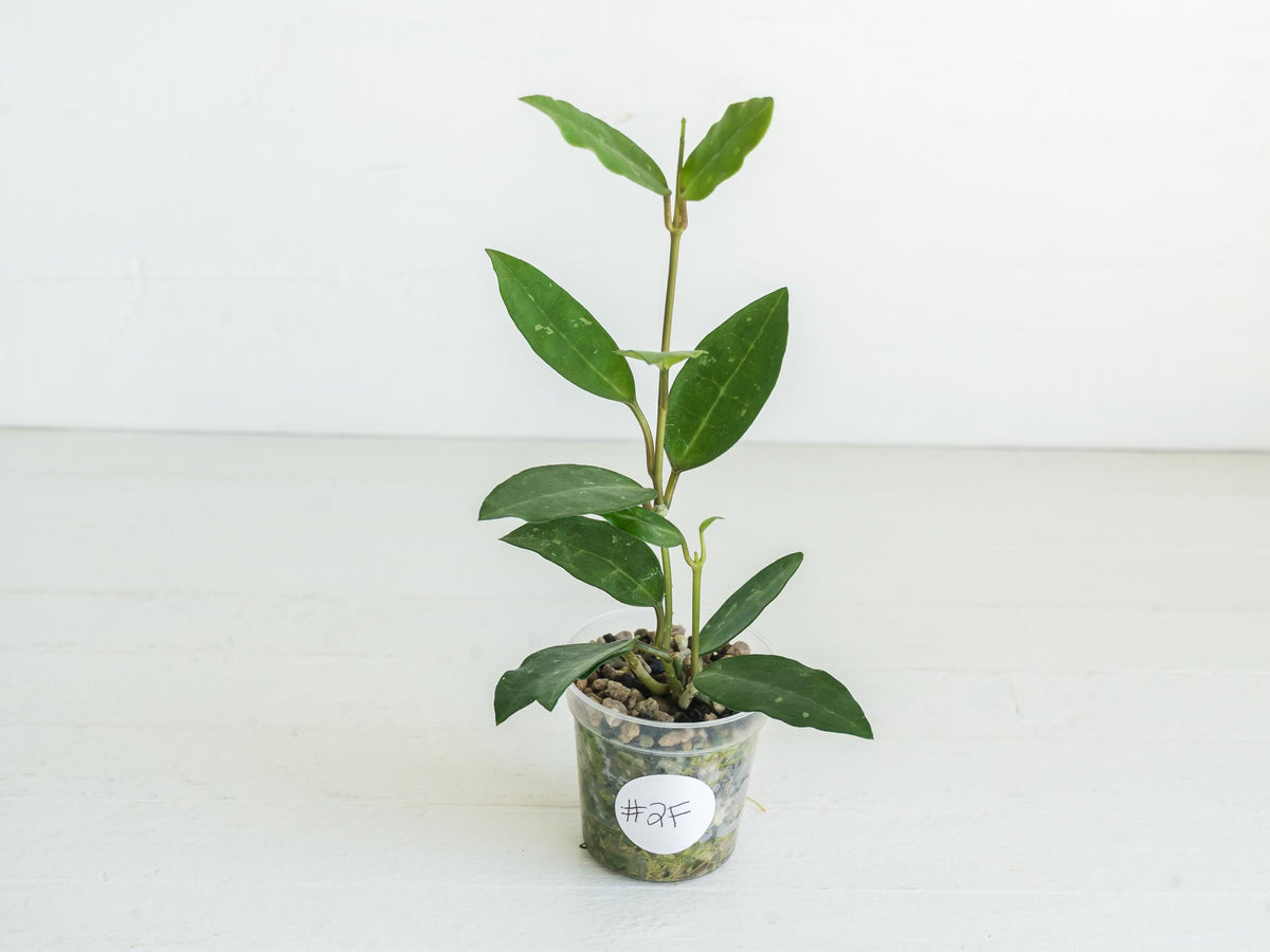 Hoya Elliptica | 2-Inch