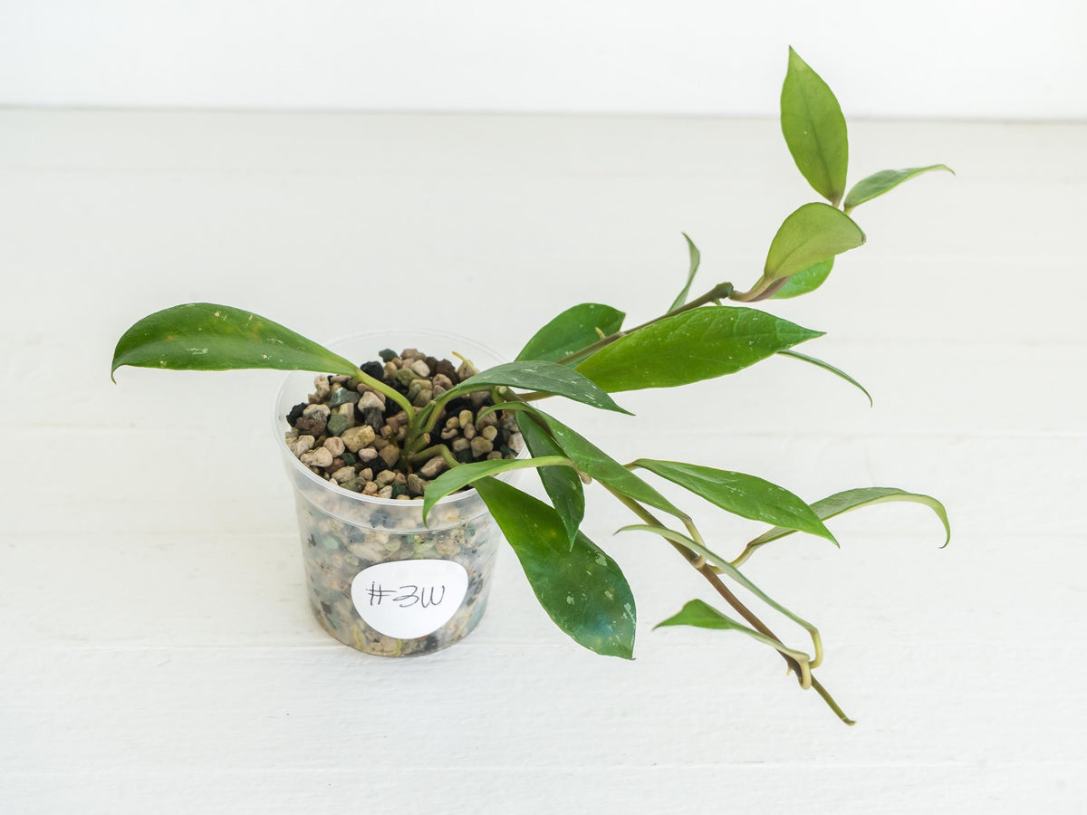 Hoya 'Rebecca' | 2-Inch