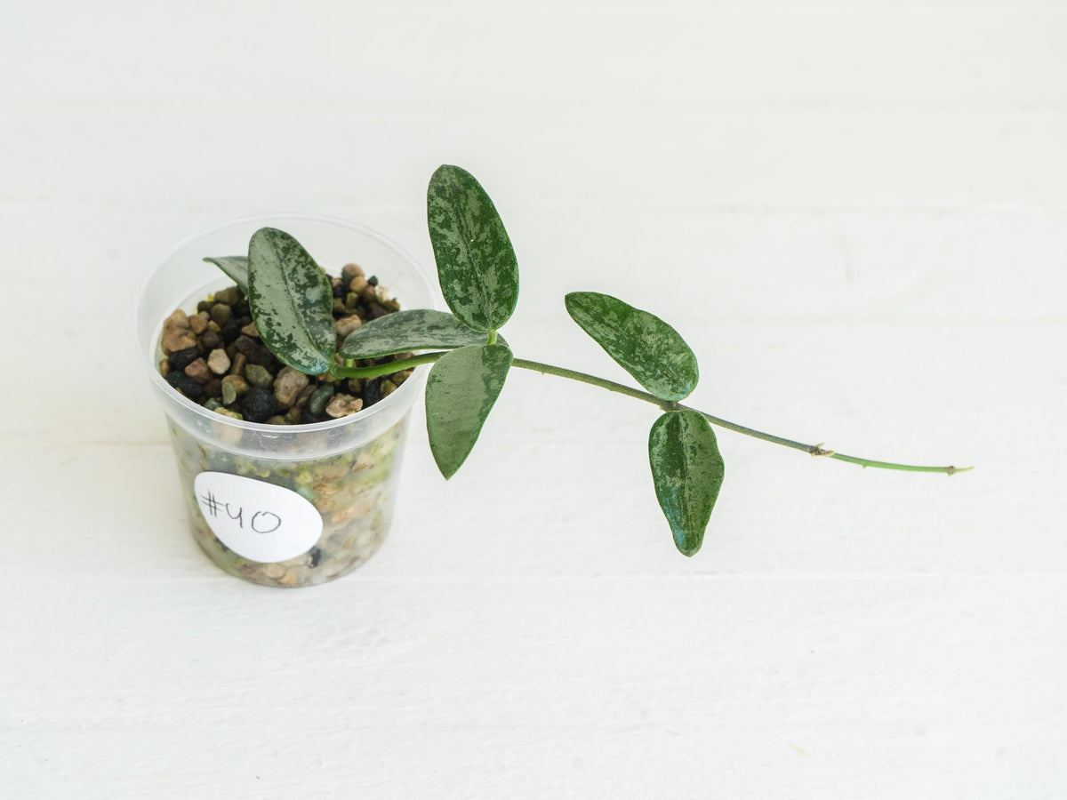 Hoya lima (Silver) | 2-Inch