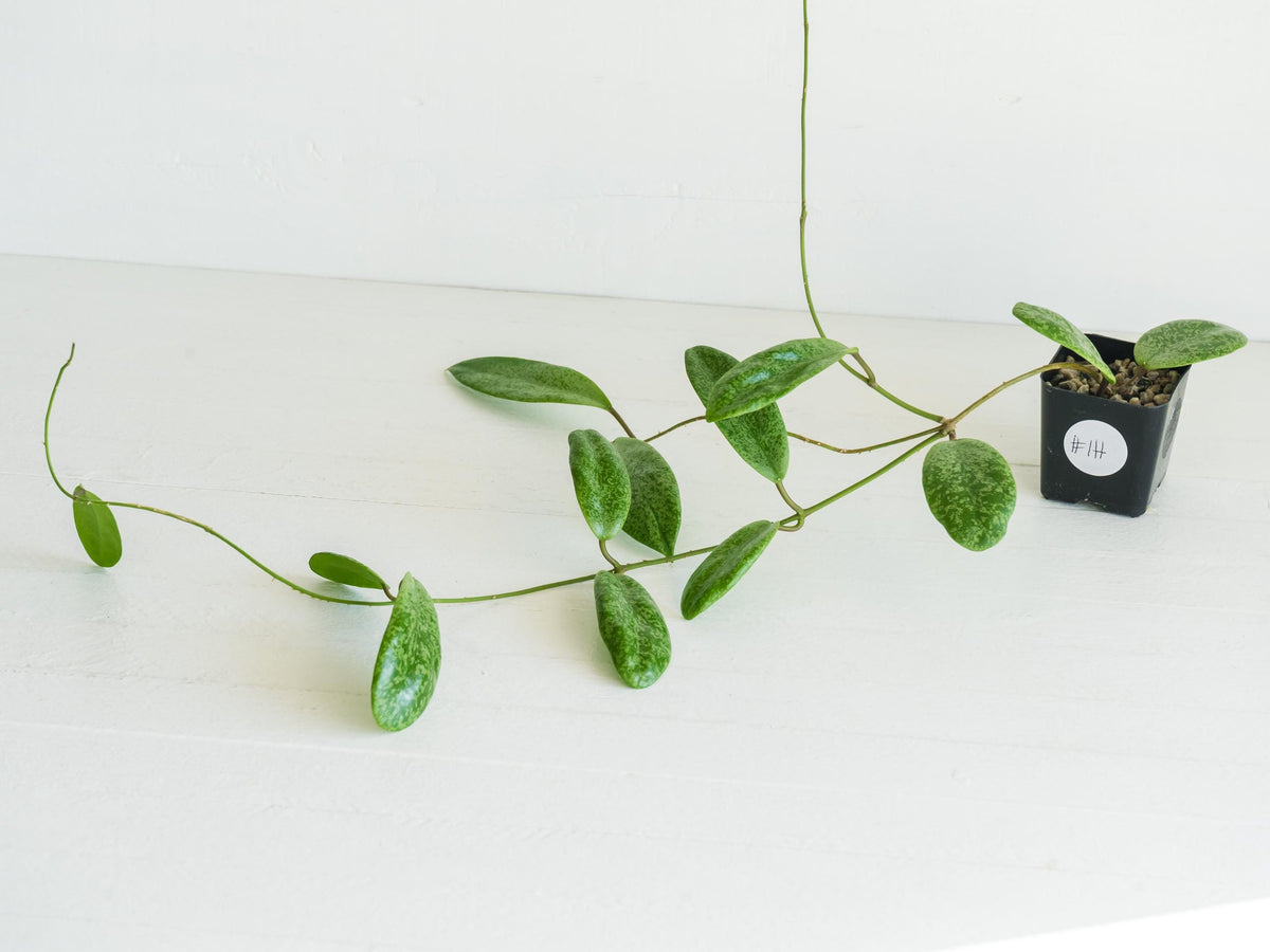 Hoya 'Jita Silver' WRX02-Silver-01 | 2-Inch