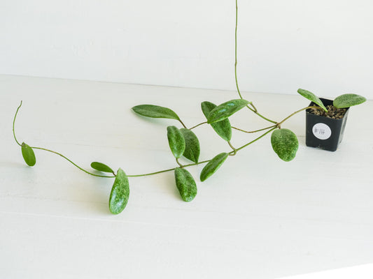 Hoya 'Jita Silver' WRX02-Silver-01 | 2-Inch