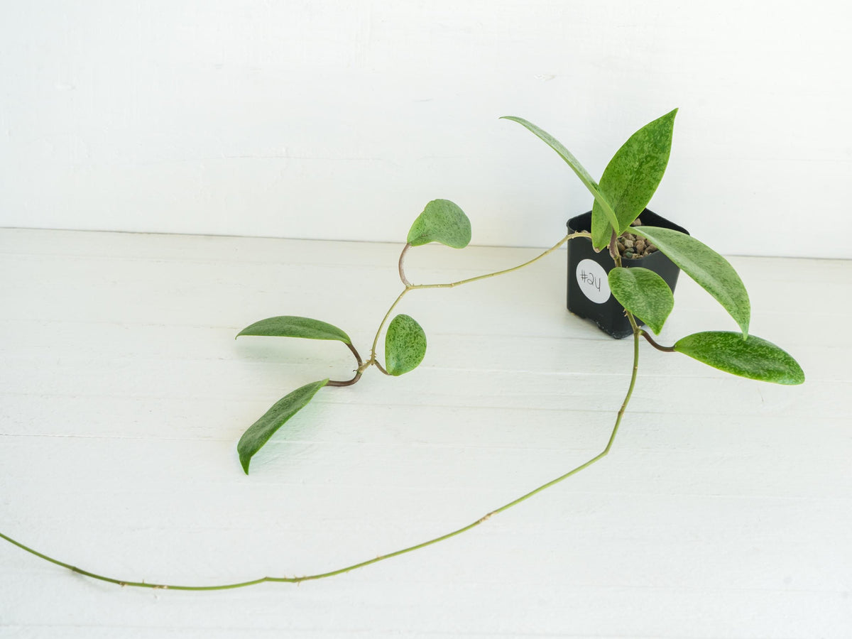 Hoya 'Jita Silver' WRX02-Silver-01 | 2-Inch