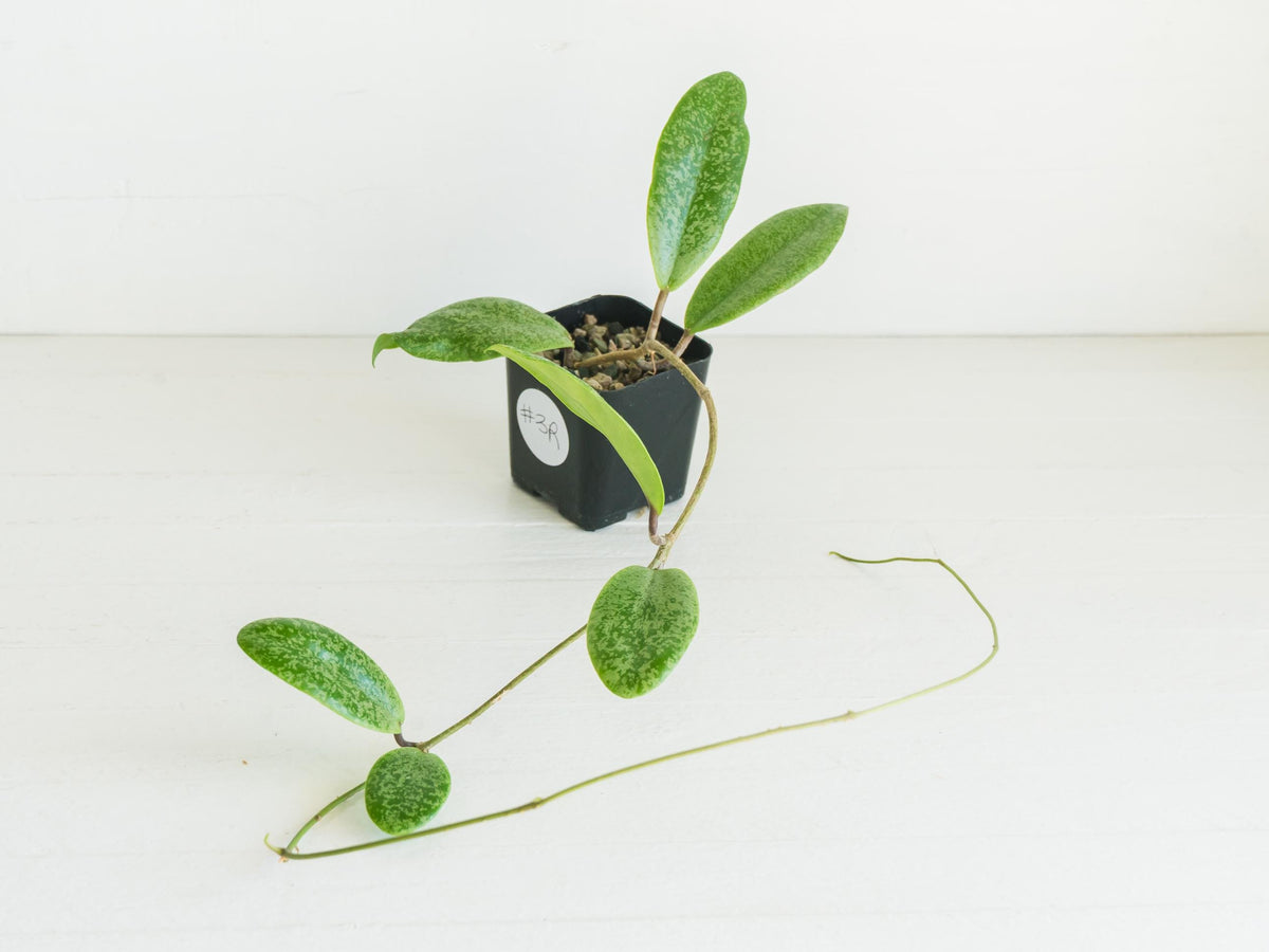 Hoya 'Jita Silver' WRX02-Silver-01 | 2-Inch