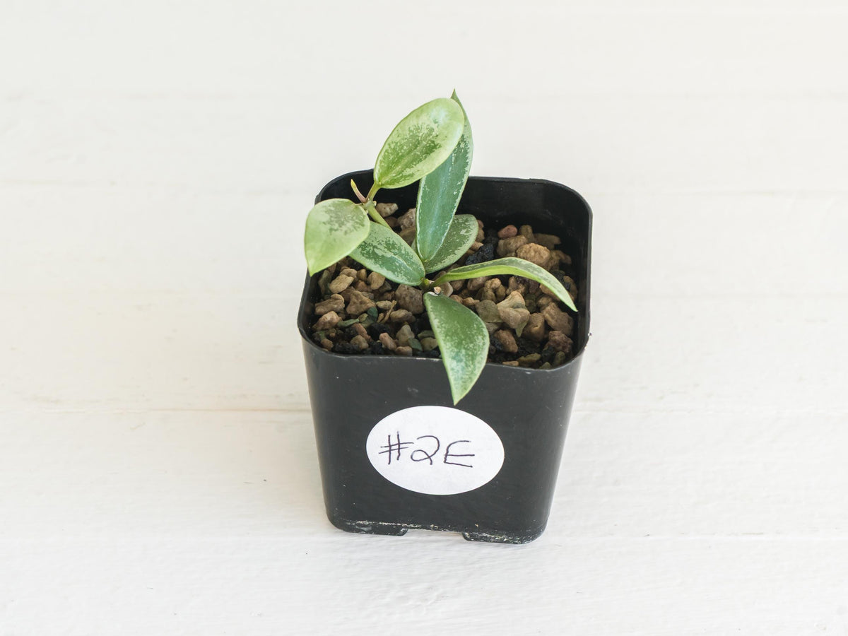 Hoya Kalimantan 'Coin' (Silver) | 2-Inch