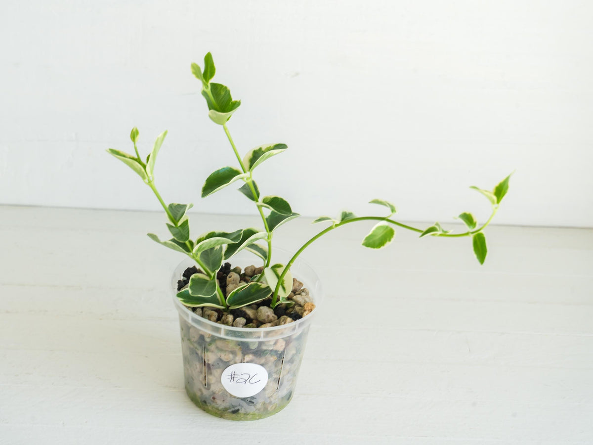 Hoya cumingiana (Albo | Outer Variegated) | 3-Inch