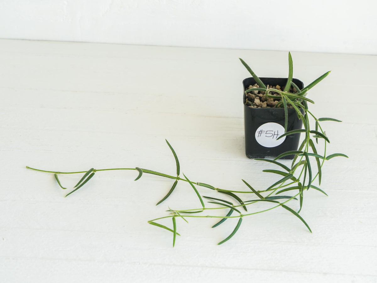 Hoya linearis | 2-Inch