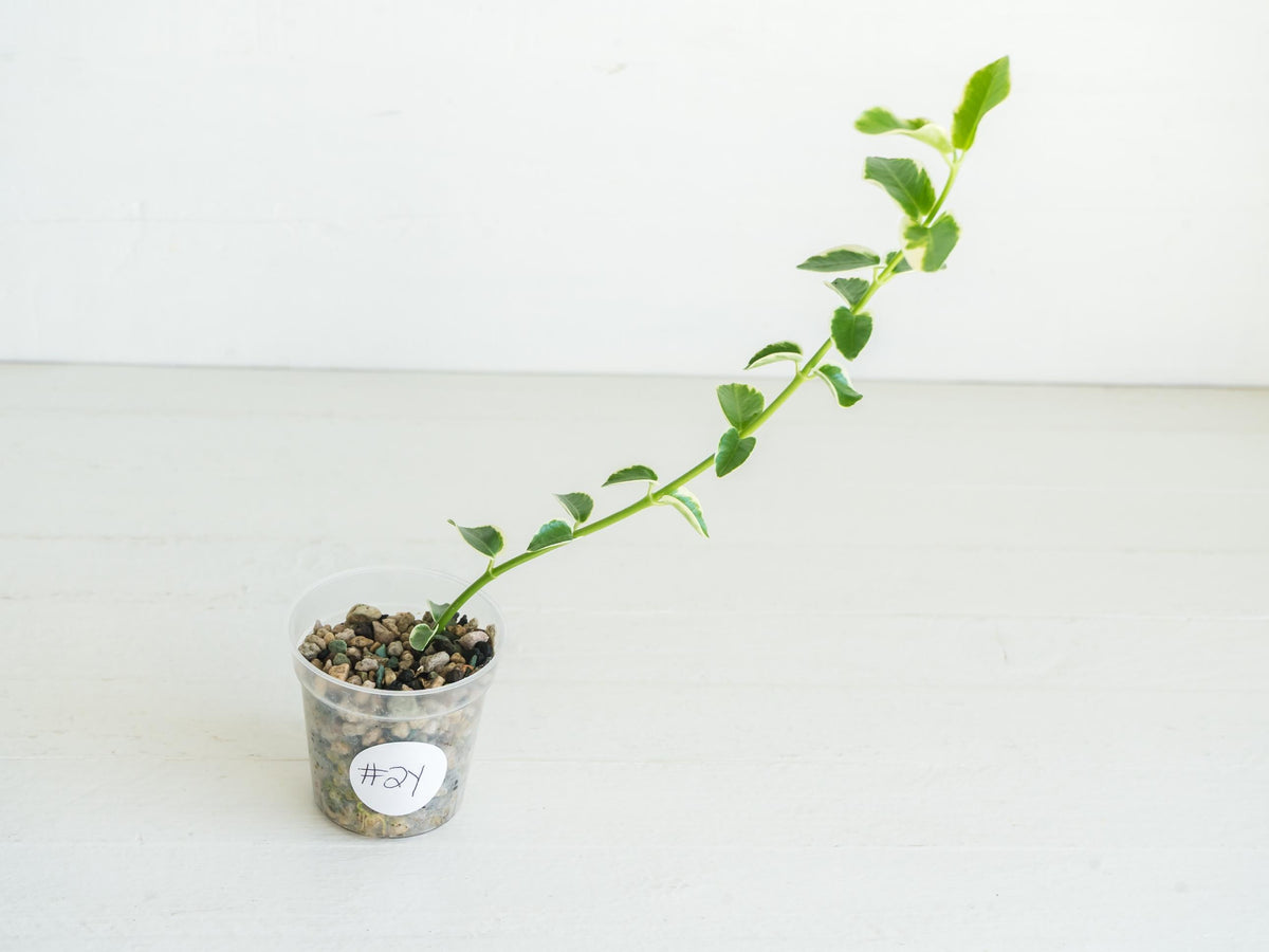 Hoya cumingiana (Albo | Outer Variegated) | 2-Inch
