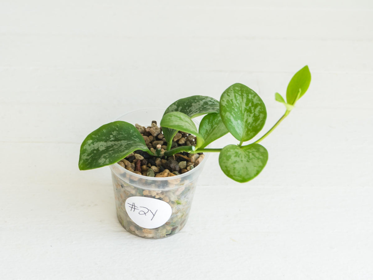 Hoya collina (IR-26) | 2-Inch