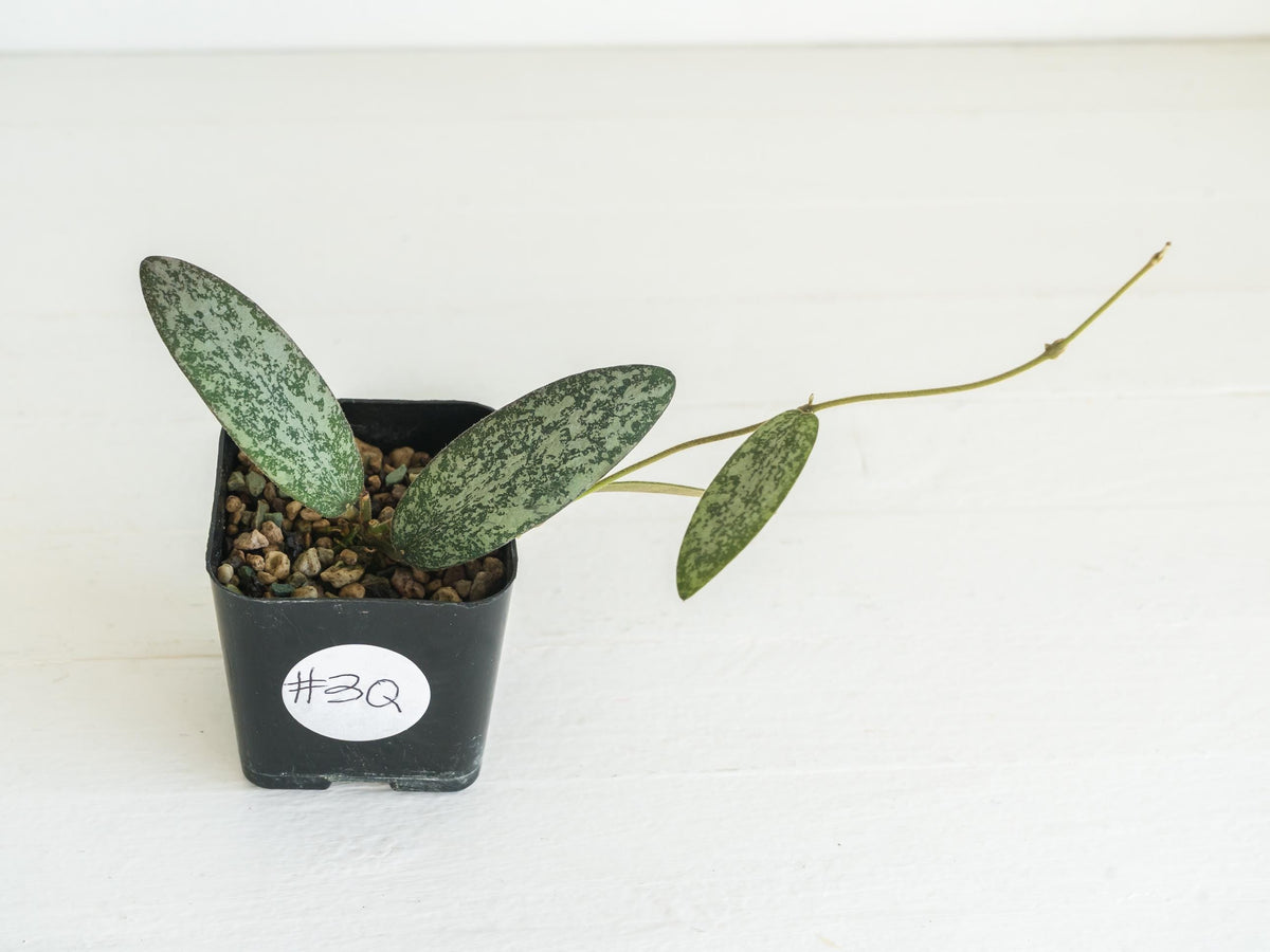 Hoya sigillatis 'Round Leaf' aka sigillatis (Silver) AH001 aka Borneo | 2-Inch