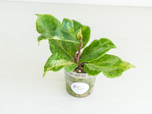 Hoya 'Candy' | 2-Inch