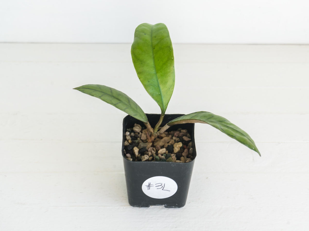 Hoya gunung gading | 2-Inch
