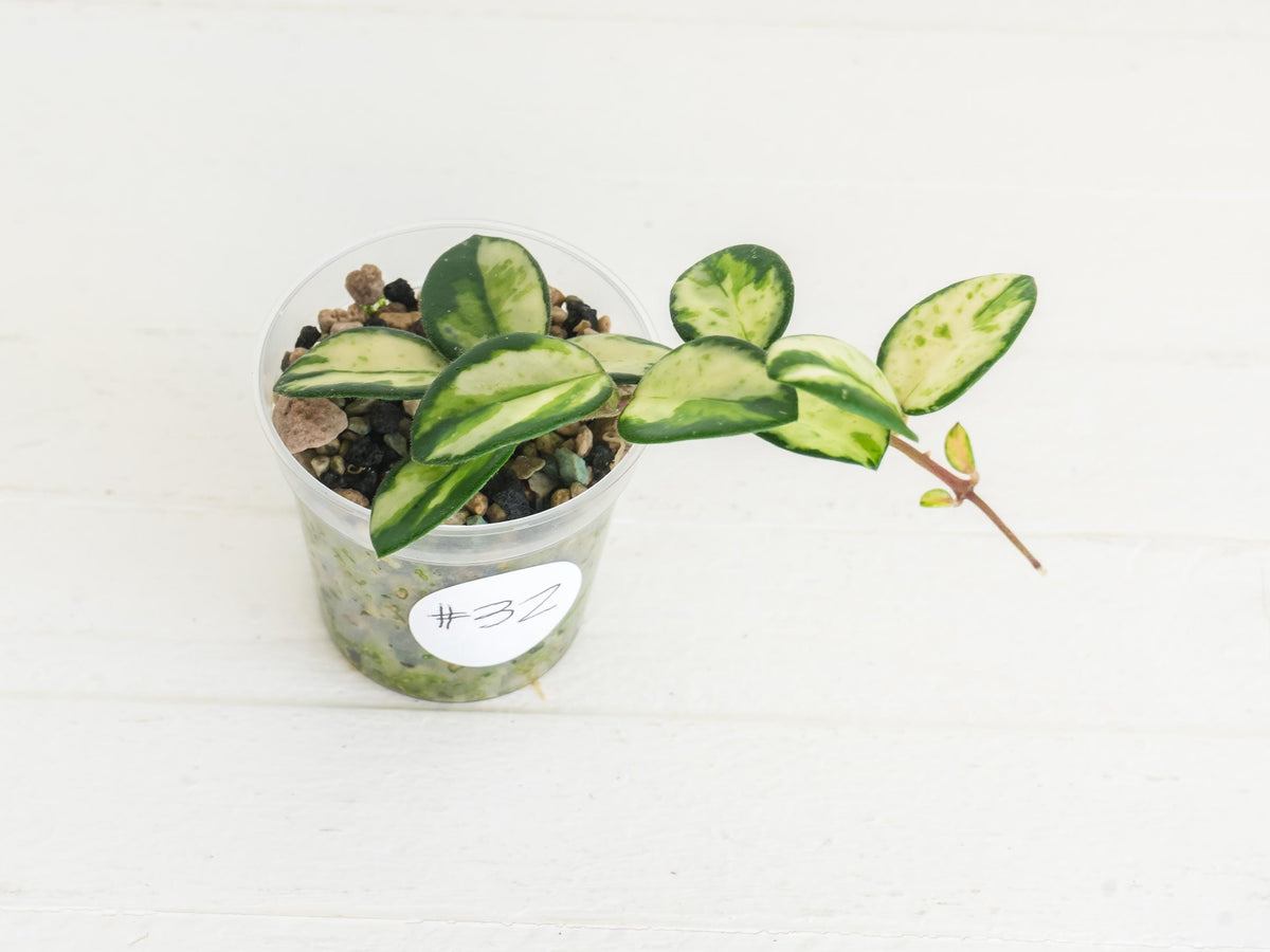Hoya 'Mathilde' (Inner Variegated) | 2-Inch