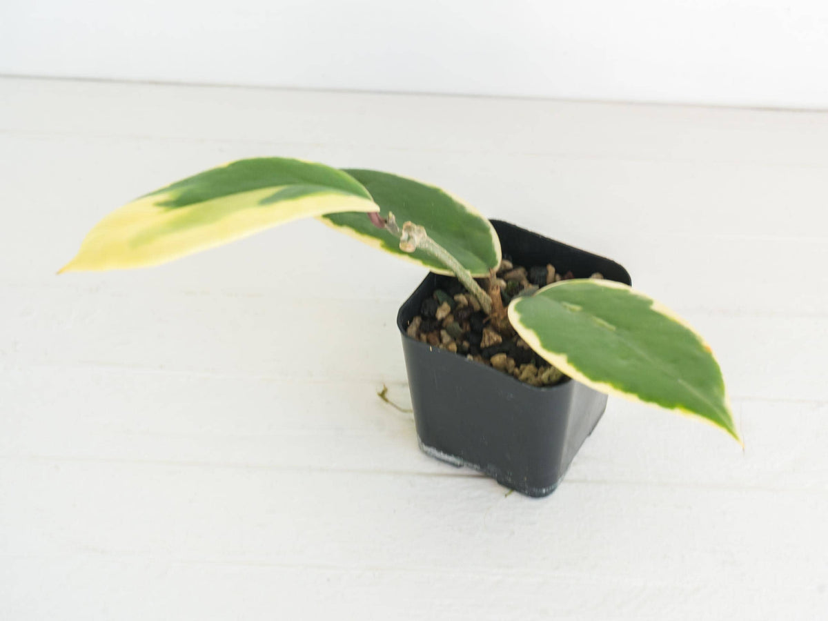 Hoya ilagiorum (Outer Variegated / Albo) | 2-Inch