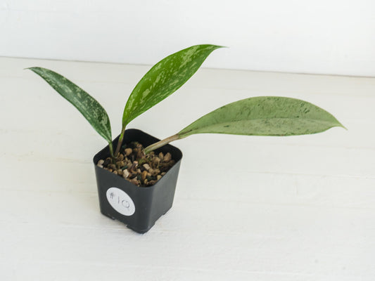 Hoya pubicalyx (Splash) | 2-Inch