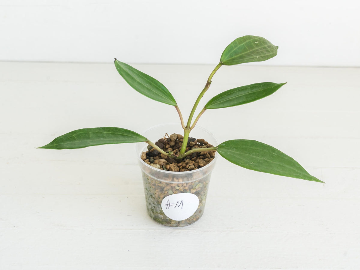 Hoya jasper blink | 2-Inch