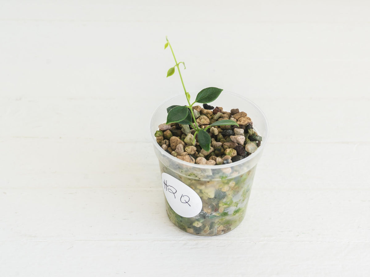 Hoya papua (PNG IM-08) | 2-Inch