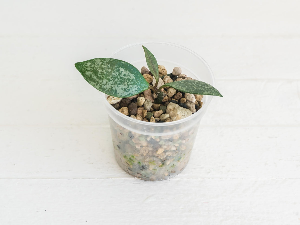 Hoya Cianjur Silver | 2-Inch