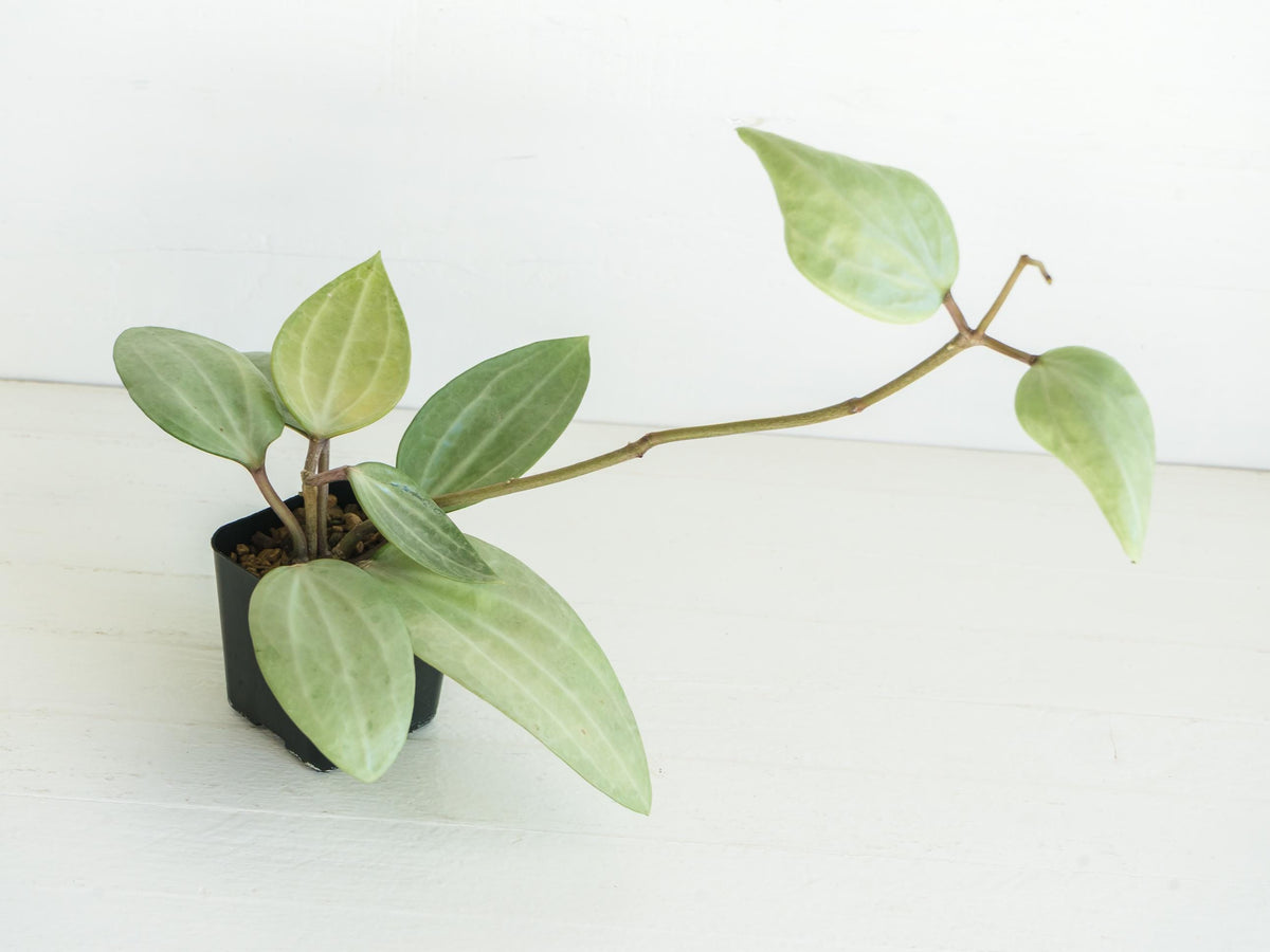 Hoya latifolia (Silver) | 2-Inch