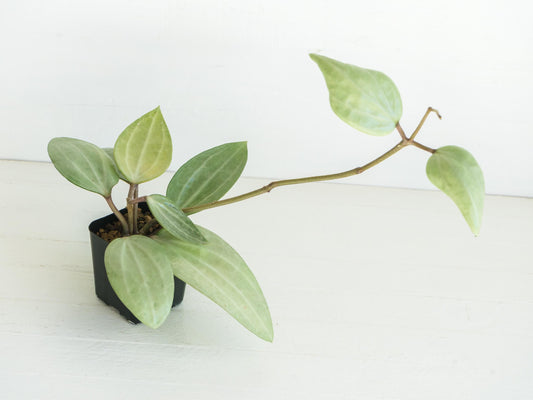 Hoya latifolia (Silver) | 2-Inch