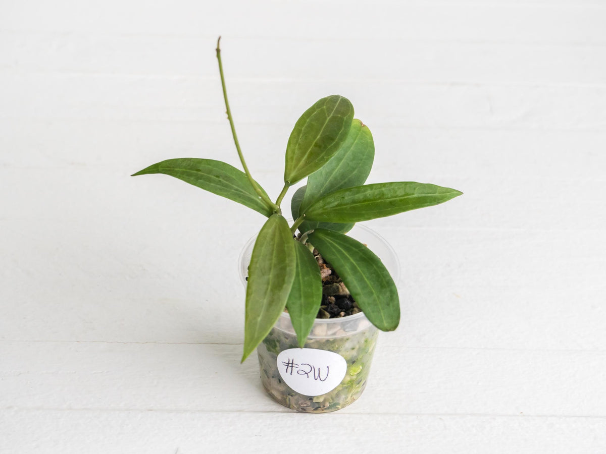 Hoya Microdwarf | 2-Inch