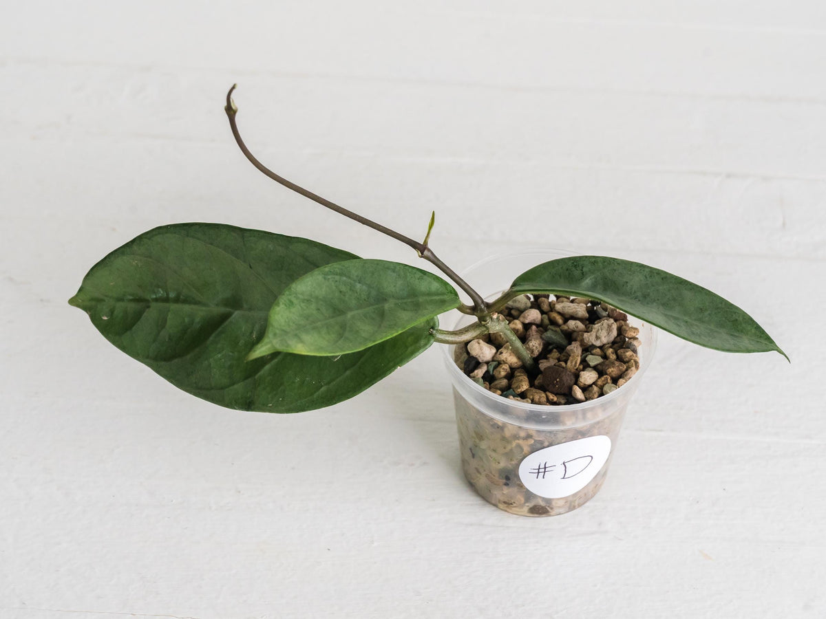 Hoya Lai Chau (Silver) | 2-Inch
