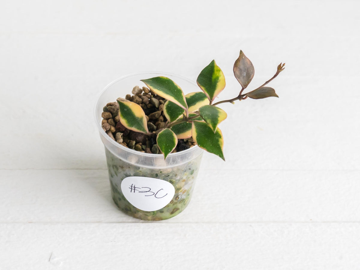 Hoya bakoensis (Outer Variegated - Albo) | 2-Inch