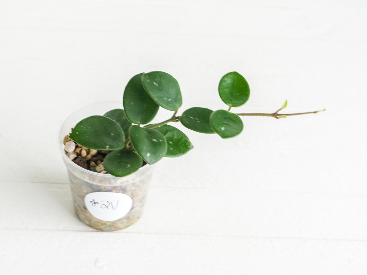 Hoya 'Mathilde' | 2-Inch