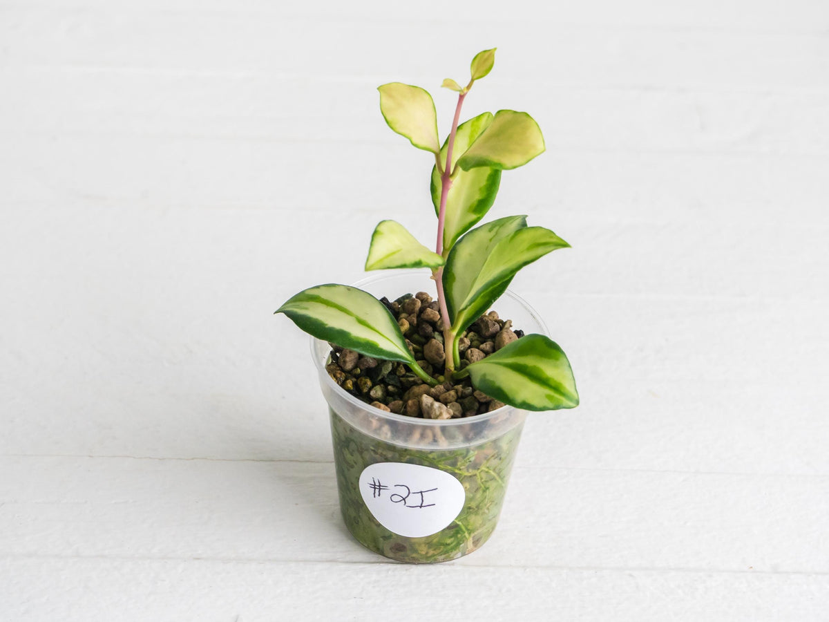 Hoya heuschkeliana (Inner Variegated) | 2-Inch