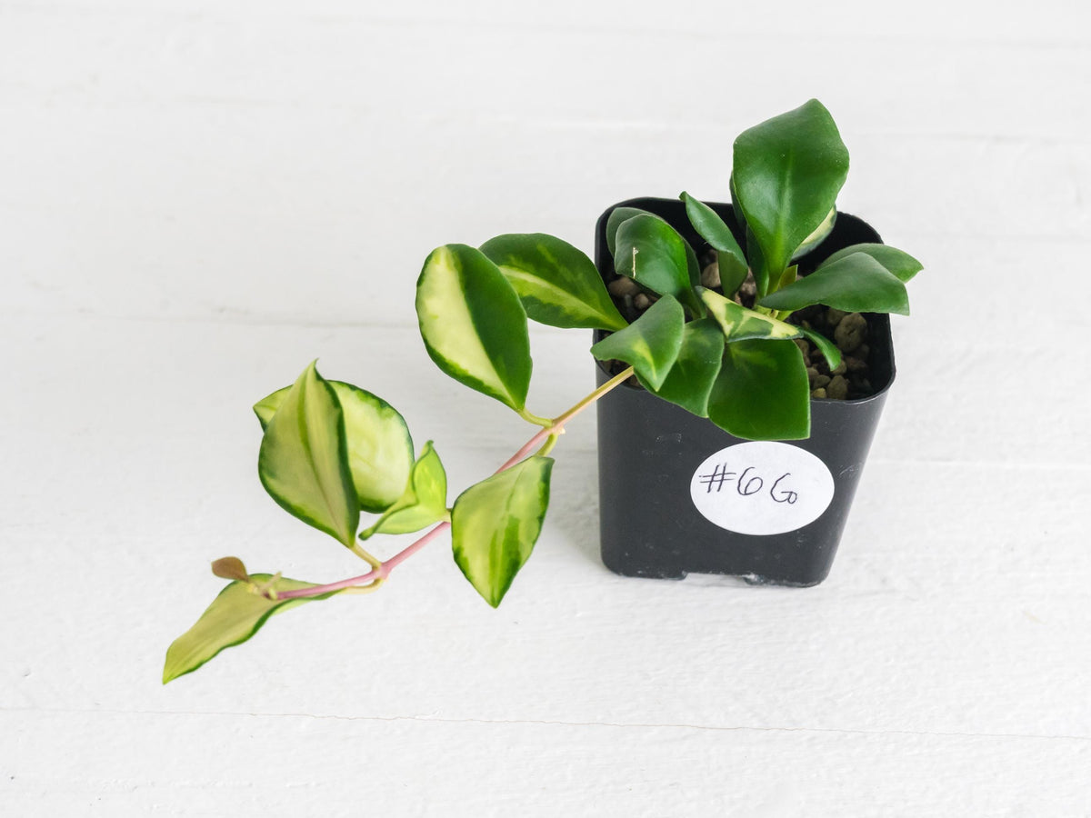 Hoya heuschkeliana (Inner Variegated) | 2-Inch
