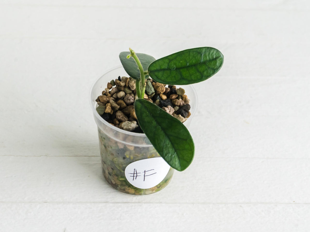 Hoya sichuanensis / lyi NOID | 2-Inch