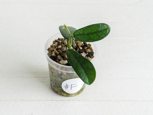 Hoya sichuanensis / lyi NOID | 2-Inch