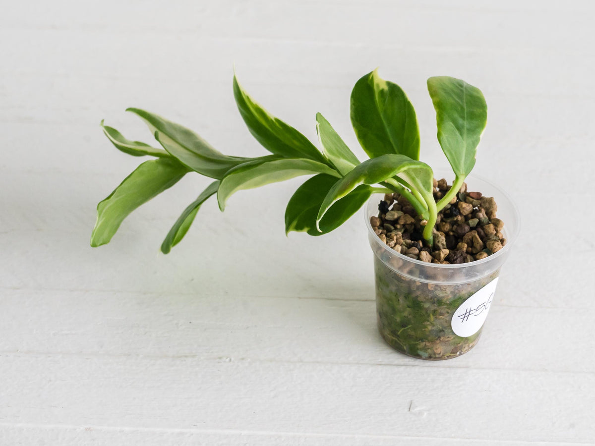 Hoya obscura (Albo | Outer Variegated) | 2-Inch