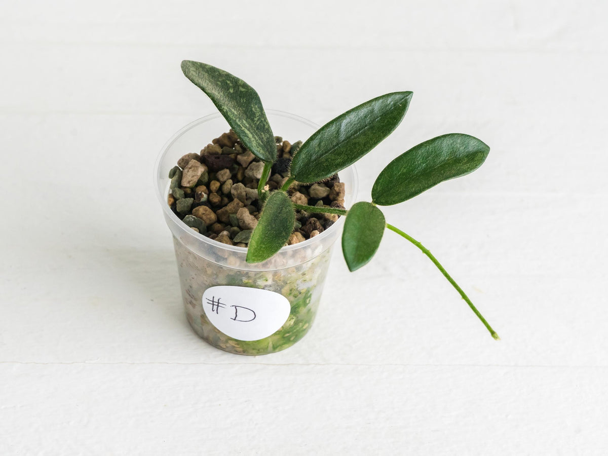 Hoya thomsonii (Pink Flower) | 2-Inch