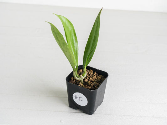 Hoya Germany (Silver) | 2-Inch