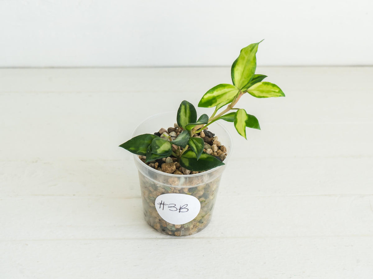Hoya lacunosa 'Tricolor Bruno' | 2-Inch